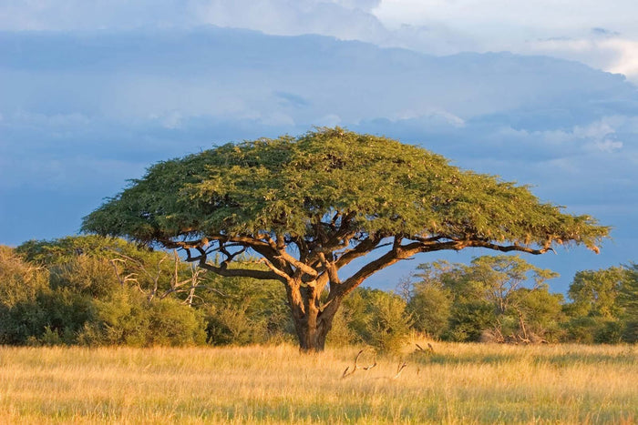 Umbrella Thorn Tree   10 Seeds   Acacia planifrons