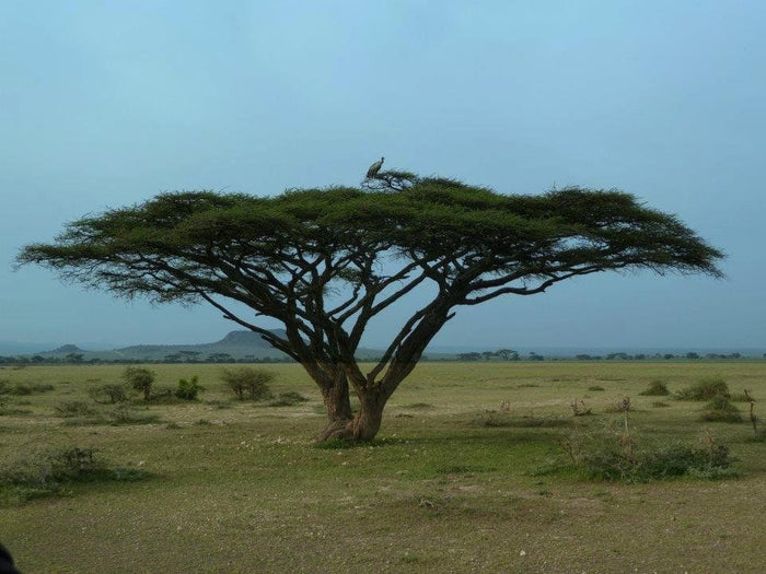 Umbrella Thorn Tree   10 Seeds   Acacia planifrons