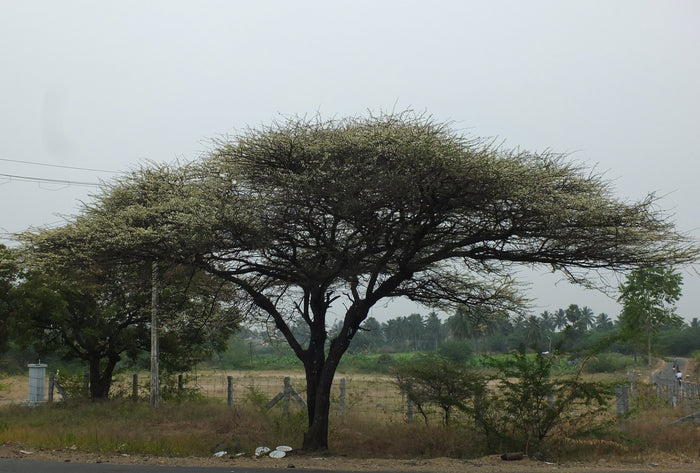 Umbrella Thorn Tree   10 Seeds   Acacia planifrons