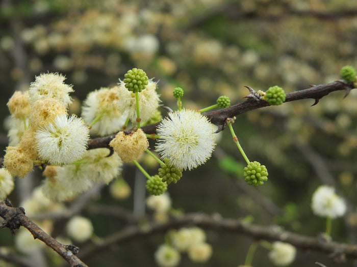 Umbrella Thorn Tree   10 Seeds   Acacia planifrons