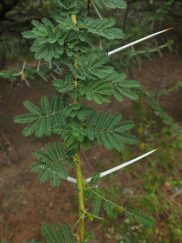 Umbrella Thorn Tree   10 Seeds   Acacia planifrons