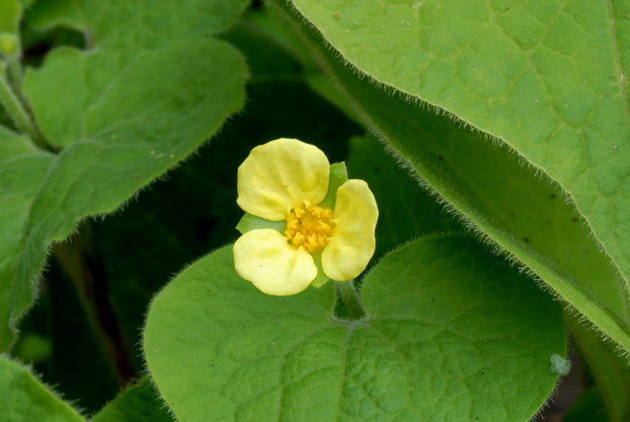 Upright Wild Ginger Saruma henryi 10 Seeds