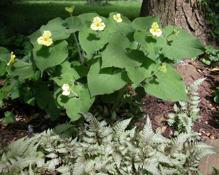 Upright Wild Ginger Saruma henryi 10 Seeds