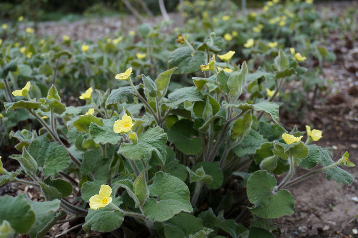 Upright Wild Ginger Saruma henryi 10 Seeds