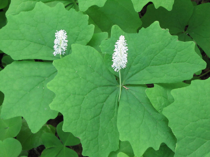 Vanilla Leaf Achlys triphylla 10 Seeds