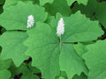 Vanilla Leaf Achlys triphylla 10 Seeds