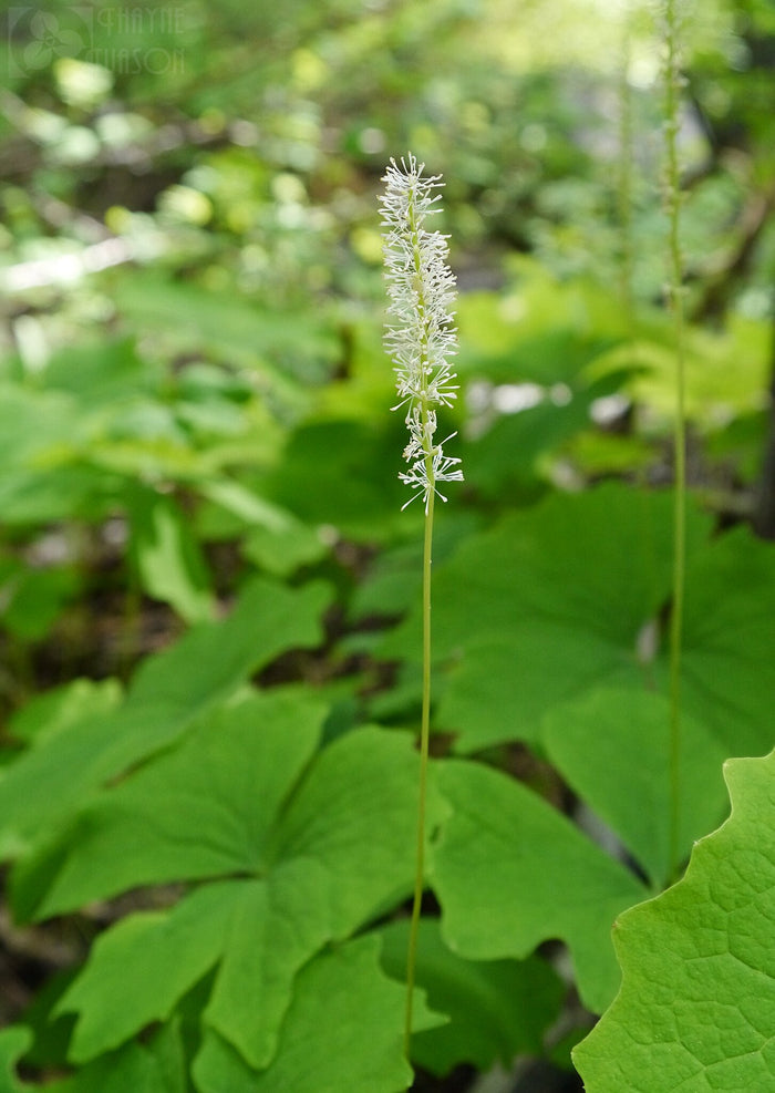 Vanilla Leaf Achlys triphylla 10 Seeds
