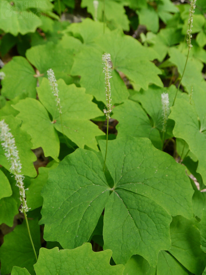 Vanilla Leaf Achlys triphylla 10 Seeds