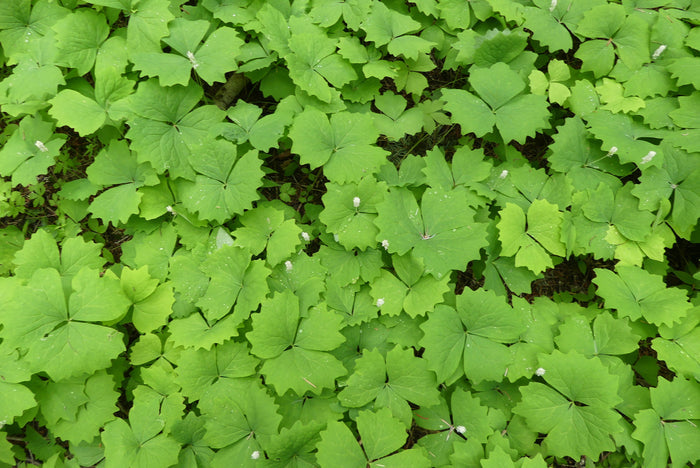 Vanilla Leaf Achlys triphylla 10 Seeds