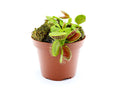 Venus Fly Trap (Dionaea muscipula) - Potted Carnivorous Plant
