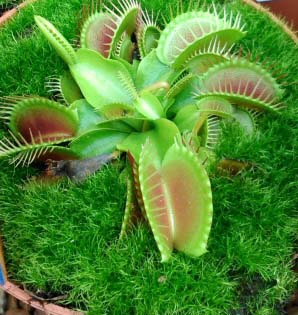Venus Flytrap Dionaea muscipula 10 Seeds