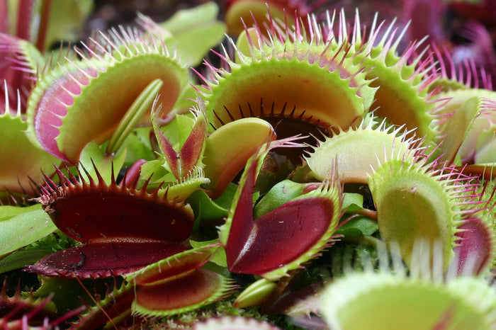 Venus Flytrap Dionaea muscipula 10 Seeds