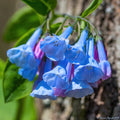Virginia Bluebells    Mertensia virginica   10 Seeds