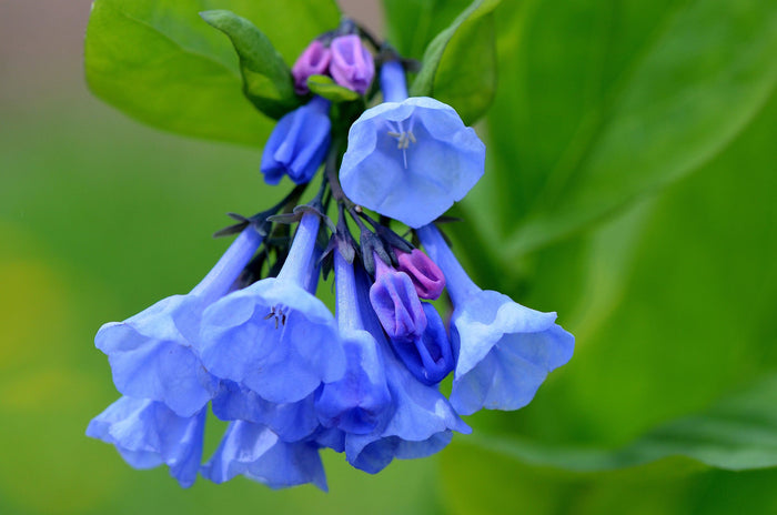 Virginia Bluebells    Mertensia virginica   10 Seeds