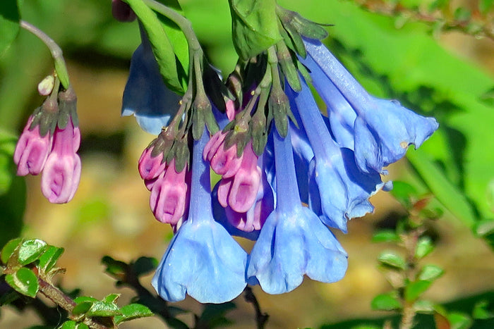 Virginia Bluebells    Mertensia virginica   10 Seeds