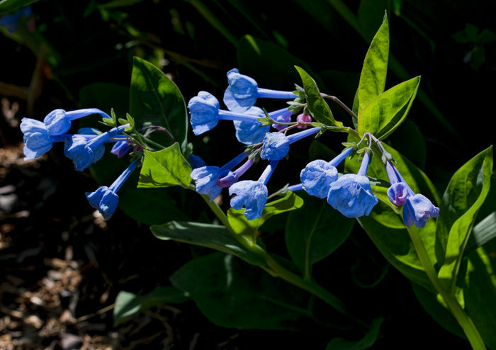 Virginia Bluebells    Mertensia virginica   10 Seeds