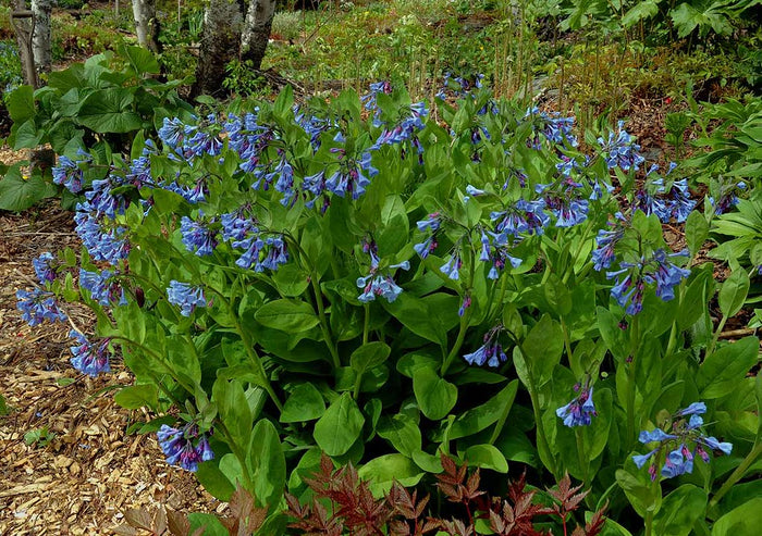 Virginia Bluebells    Mertensia virginica   10 Seeds