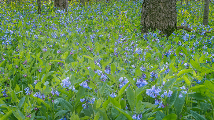 Virginia Bluebells    Mertensia virginica   10 Seeds