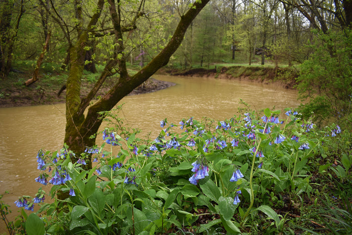 Virginia Bluebells    Mertensia virginica   10 Seeds