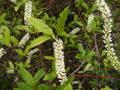 Virginia Sweetspire  20 Seeds  Itea virginica