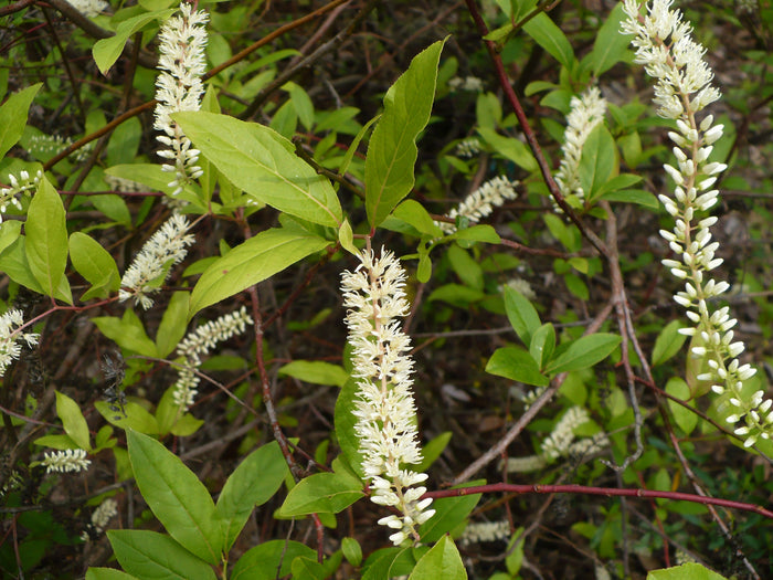 Virginia Sweetspire  20 Seeds  Itea virginica