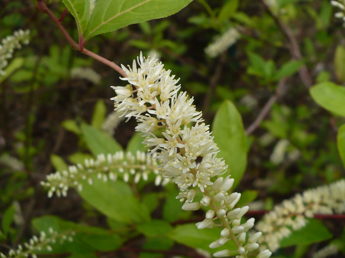 Virginia Sweetspire  20 Seeds  Itea virginica