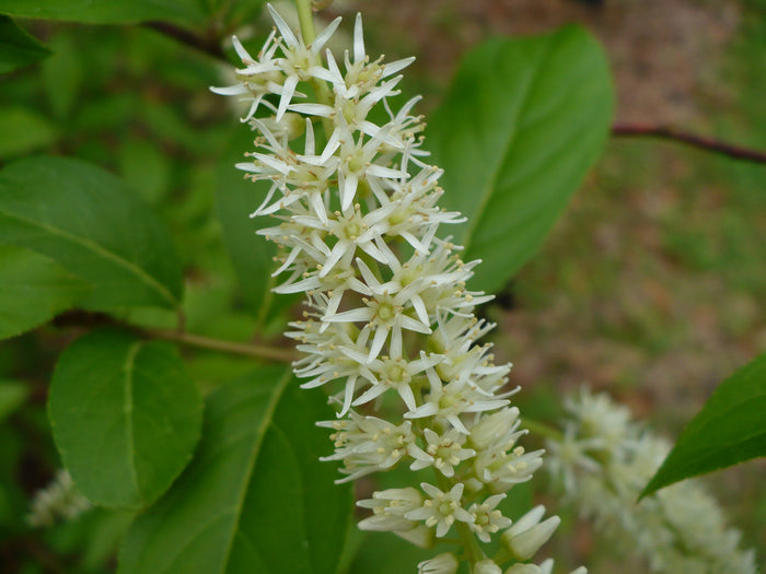 Virginia Sweetspire  20 Seeds  Itea virginica