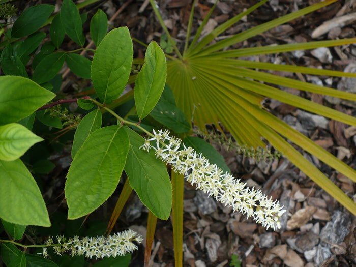Virginia Sweetspire  20 Seeds  Itea virginica