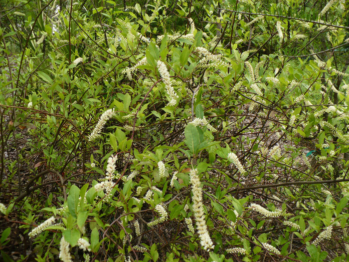 Virginia Sweetspire  20 Seeds  Itea virginica