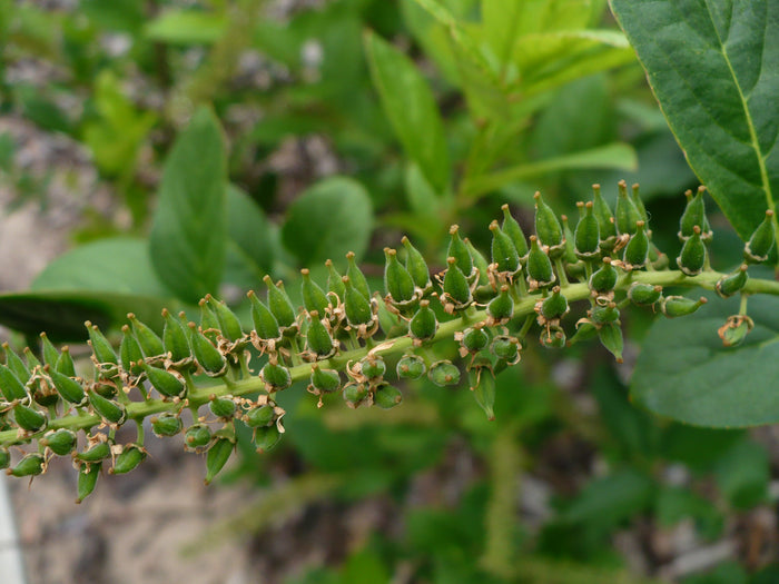 Virginia Sweetspire  20 Seeds  Itea virginica