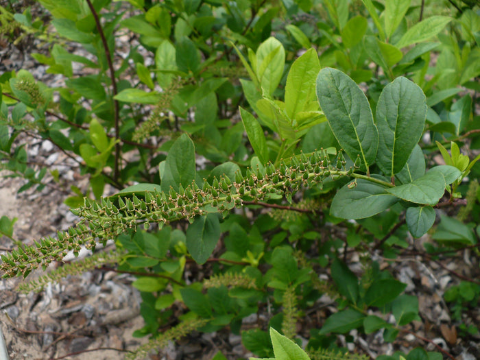 Virginia Sweetspire  20 Seeds  Itea virginica