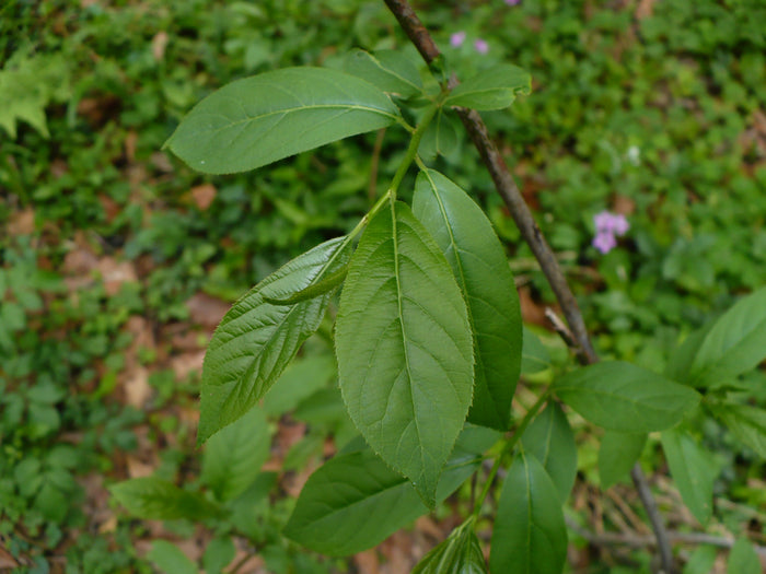 Virginia Sweetspire  20 Seeds  Itea virginica