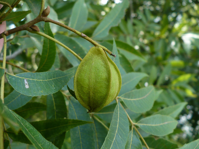 Water Hickory Carya aquatica 5 Seeds
