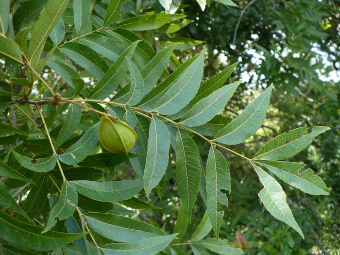 Water Hickory Carya aquatica 5 Seeds