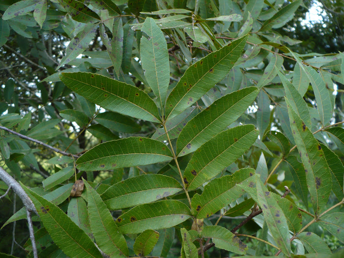 Water Hickory Carya aquatica 5 Seeds