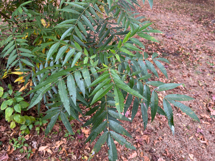 Water Hickory Carya aquatica 5 Seeds