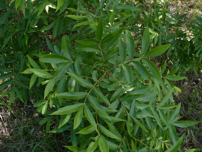 Water Hickory Carya aquatica 5 Seeds