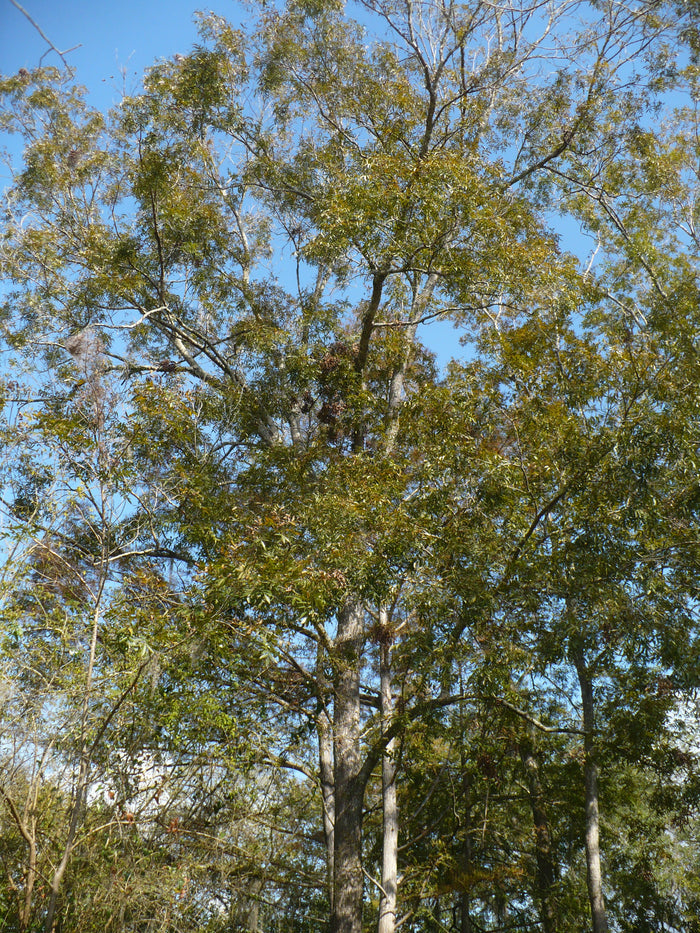 Water Hickory Carya aquatica 5 Seeds