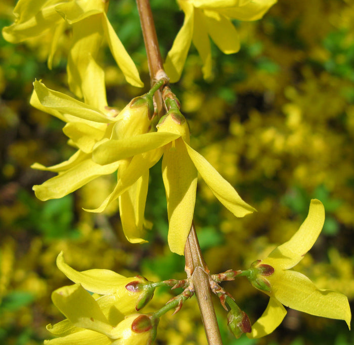 Weeping Forsythia Forsythia suspensa 100 Seeds