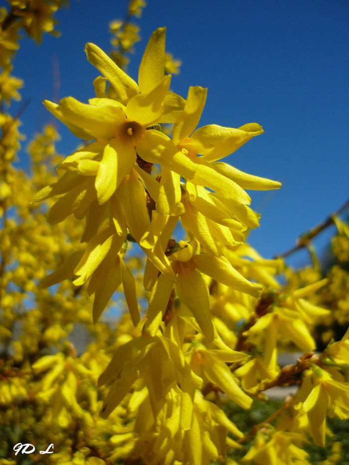 Weeping Forsythia Forsythia suspensa 100 Seeds