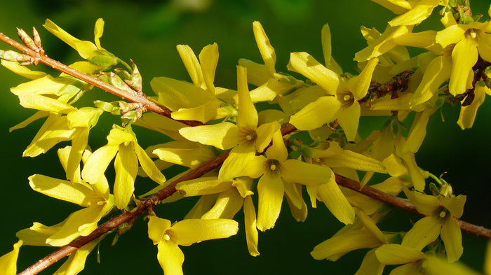 Weeping Forsythia Forsythia suspensa 100 Seeds