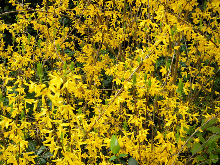 Weeping Forsythia Forsythia suspensa 100 Seeds
