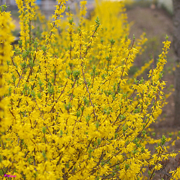 Weeping Forsythia Forsythia suspensa 100 Seeds