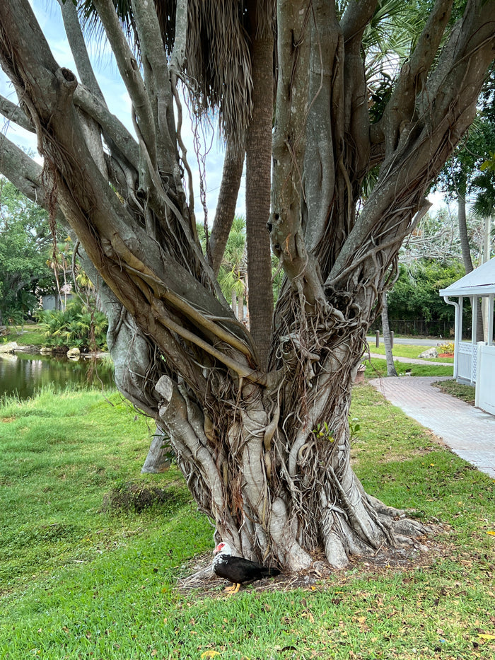 West Indian Laurel Fig Ficus americana 100 Seeds