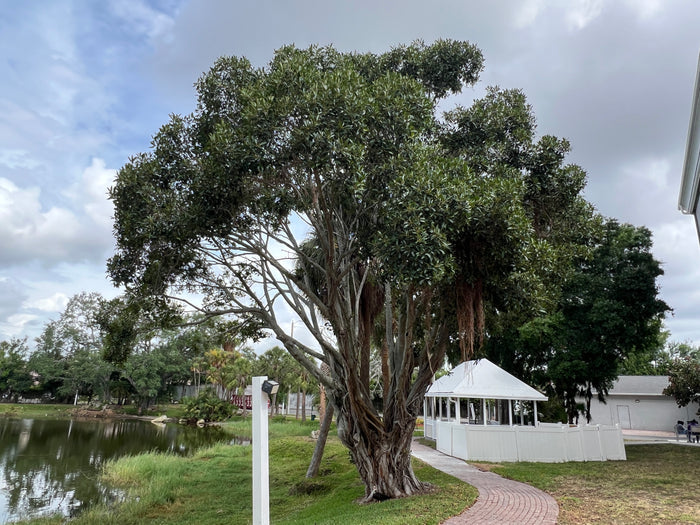 West Indian Laurel Fig Ficus americana 100 Seeds