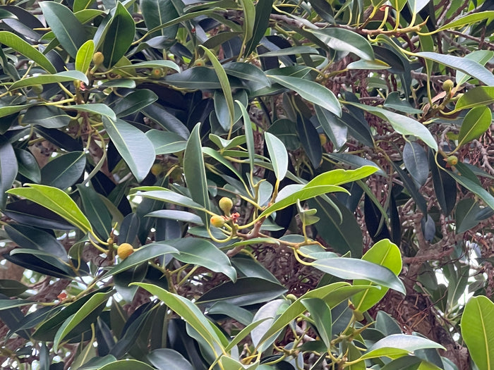 West Indian Laurel Fig Ficus americana 100 Seeds