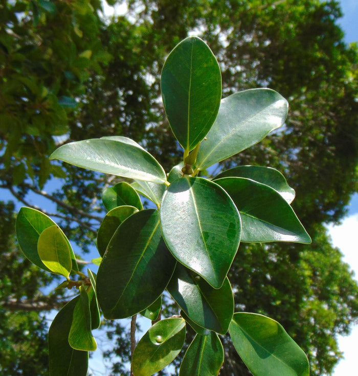 West Indian Laurel Fig Ficus americana 100 Seeds