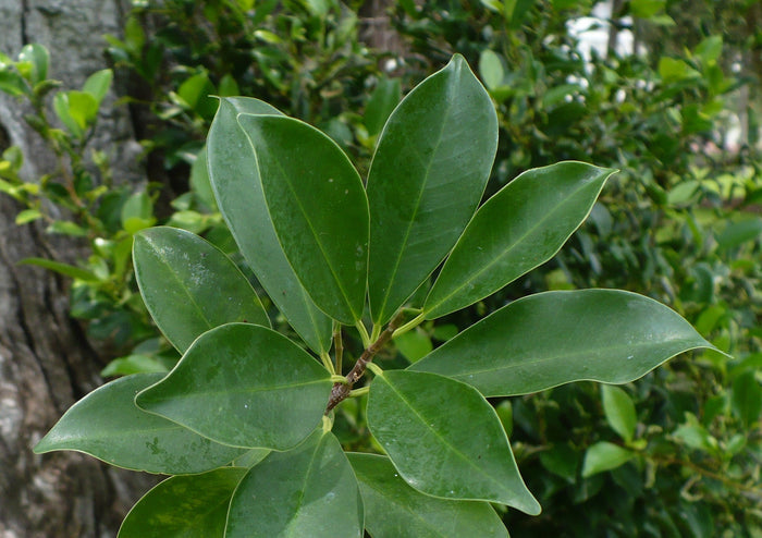 West Indian Laurel Fig Ficus americana 100 Seeds