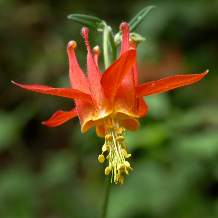 Western Columbine  100 Seeds  Aquilegia formosa