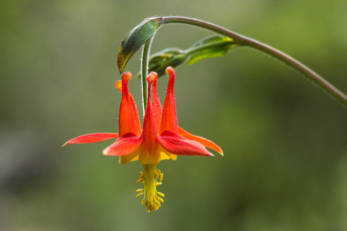 Western Columbine  100 Seeds  Aquilegia formosa